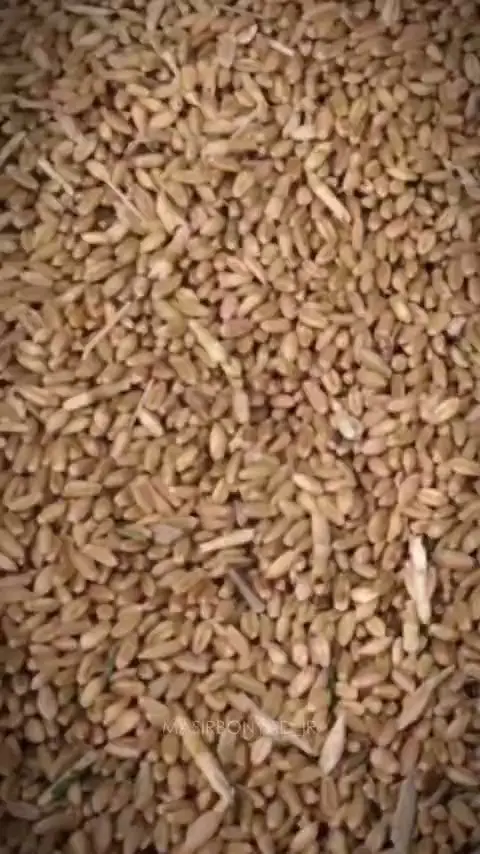 گام بلند مصیر